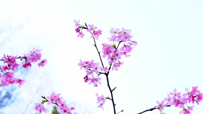 福州樱花2