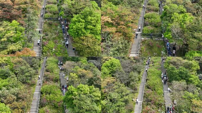 登山道