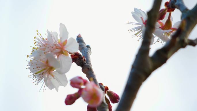 樱桃花樱花