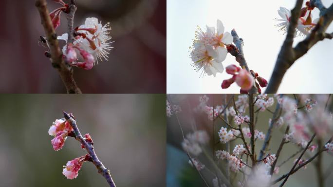 樱桃花樱花