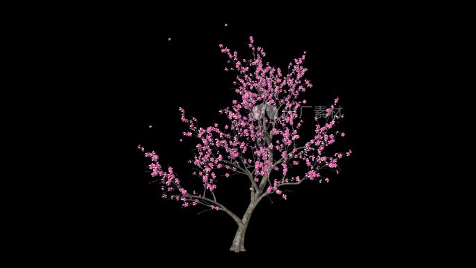 桃花树生长盛开02带飘花