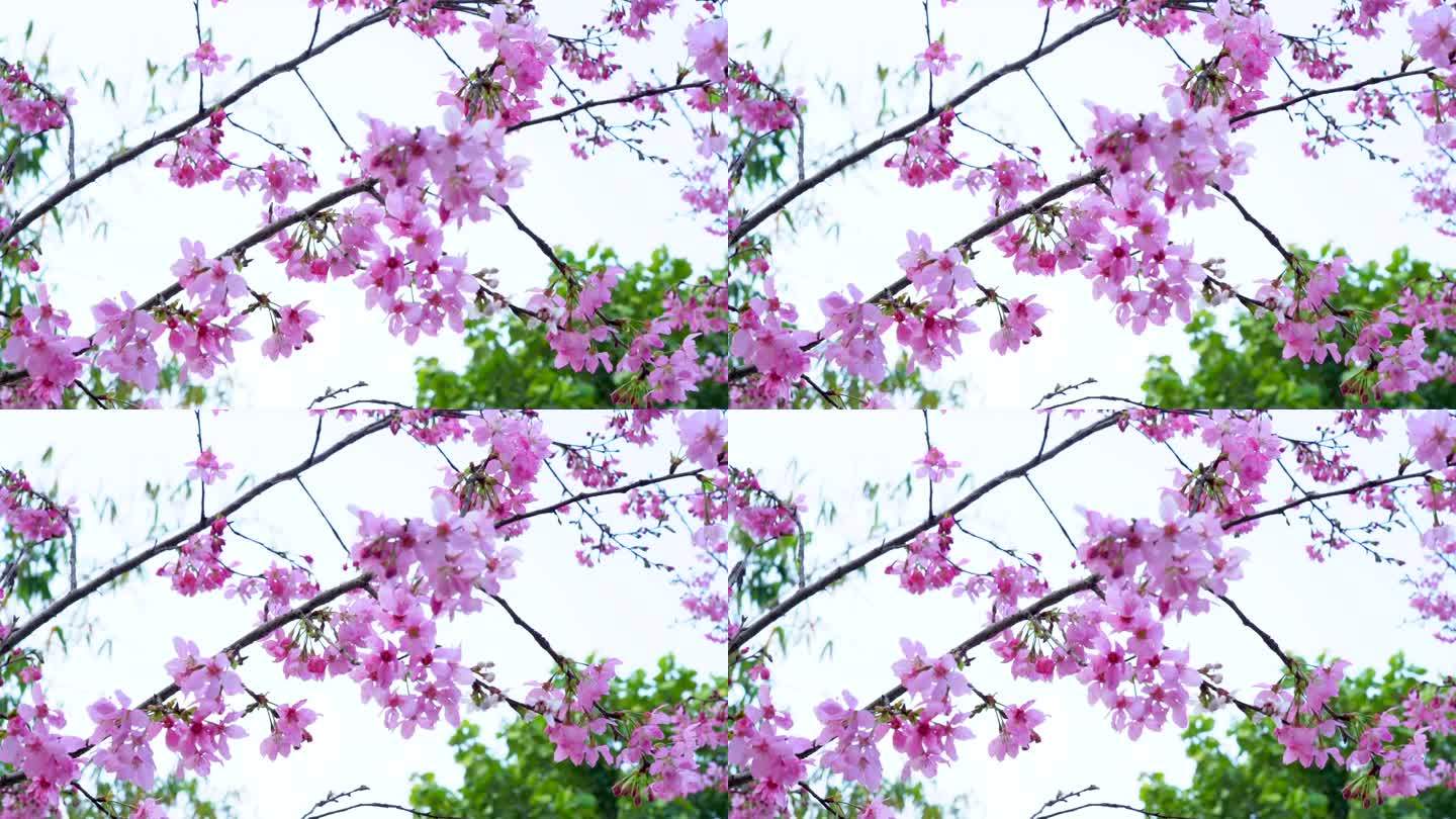 福州樱花1