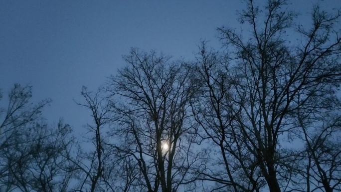 槐树 月亮 国槐 大树 树枝 冬天的月亮