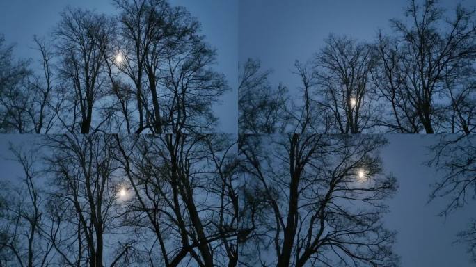 槐树 月亮 国槐 大树 树枝 冬天的月亮