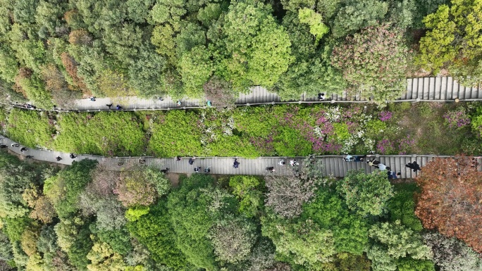 登山道