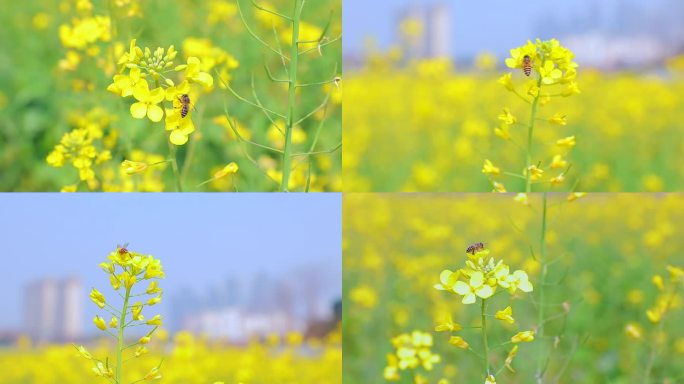 油菜花丛中蜜蜂采蜜辛勤的小蜜蜂