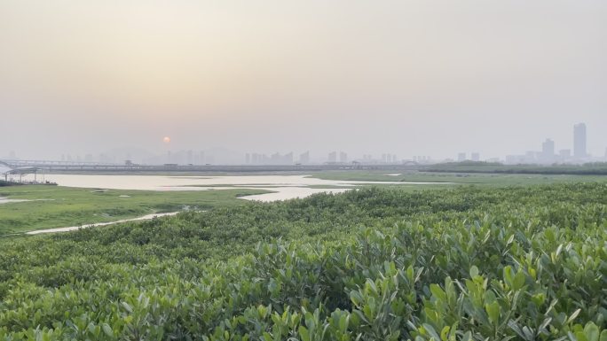 红树林、落日余辉、绿色、生态城市、美好