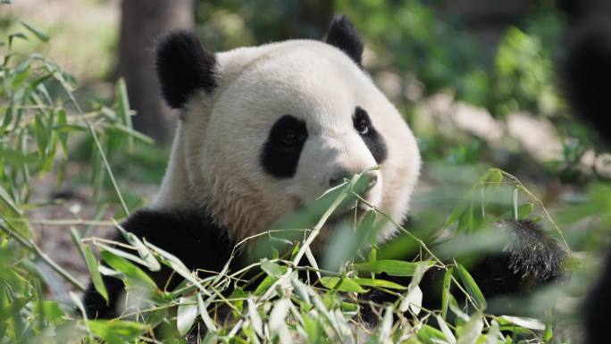 吃竹子的大熊猫特写镜头