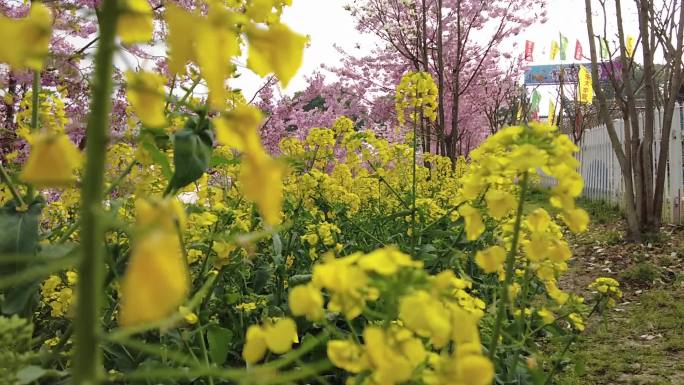 四川成都新都漫花庄园-慢镜头