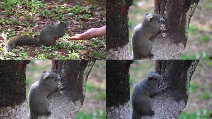 伸手喂食野生小松鼠