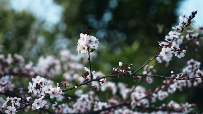 桃花，油菜花