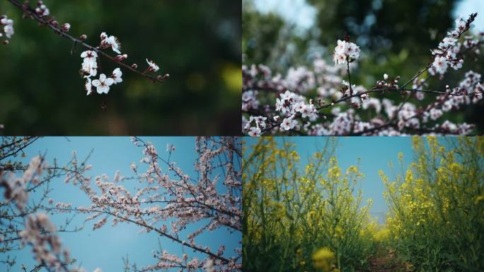 桃花，油菜花