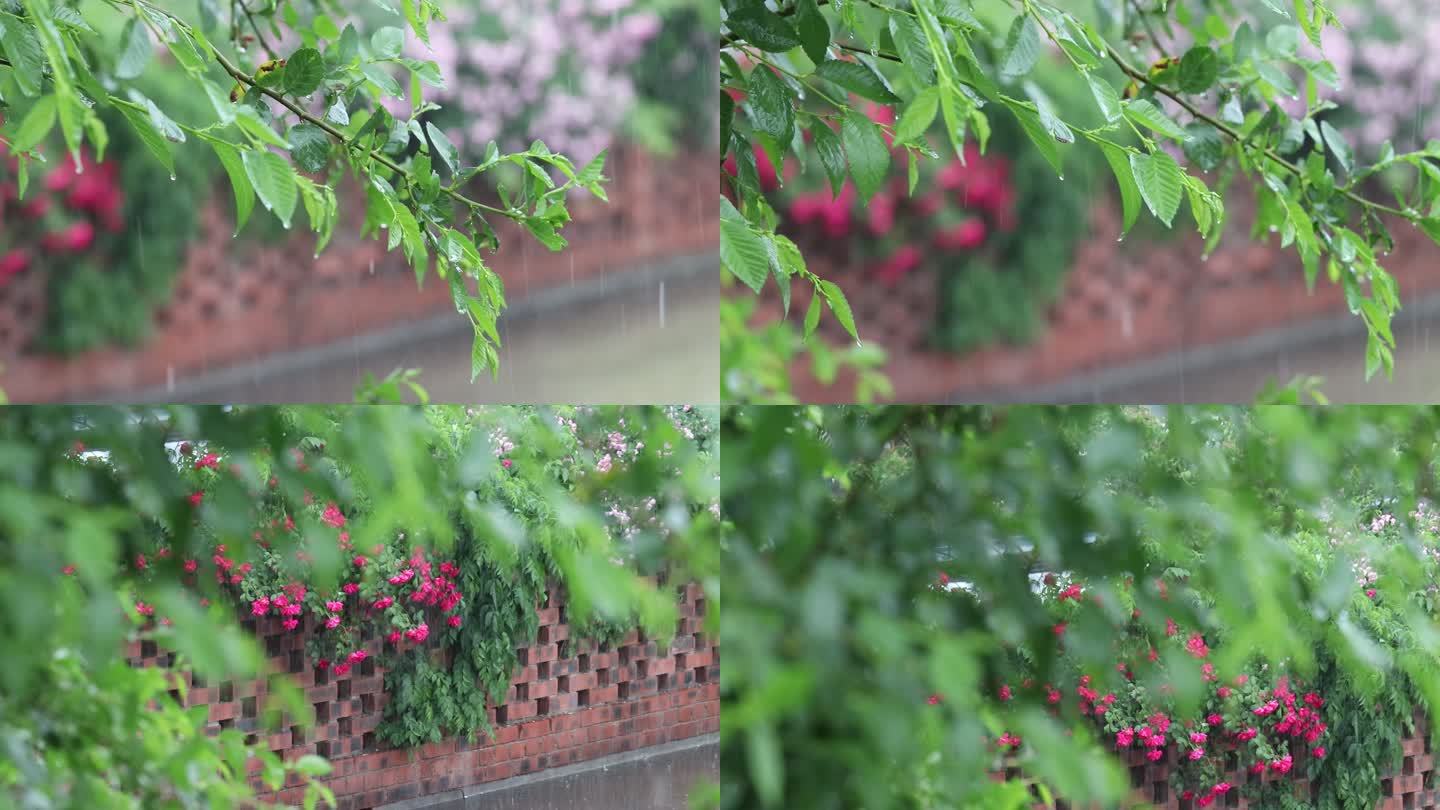 大雨下的红墙绿叶春意盎然
