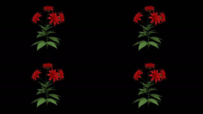 4K红花循环动画带透明通道视频素材
