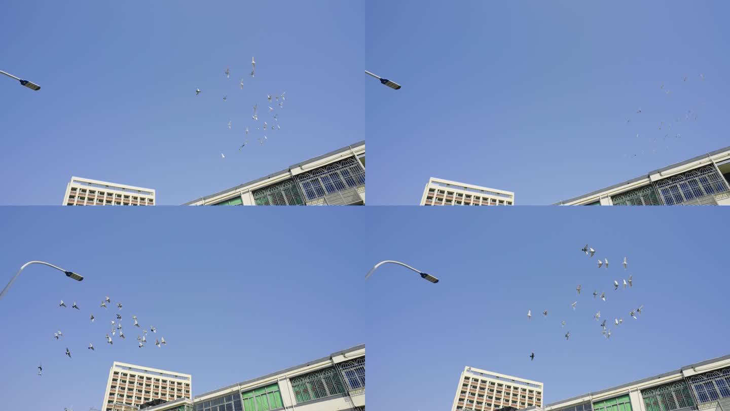 4K高清城中村飞翔的鸽子群升格