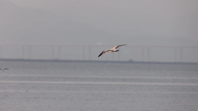 黑尾鸥、海鸥飞行、大海、港湾