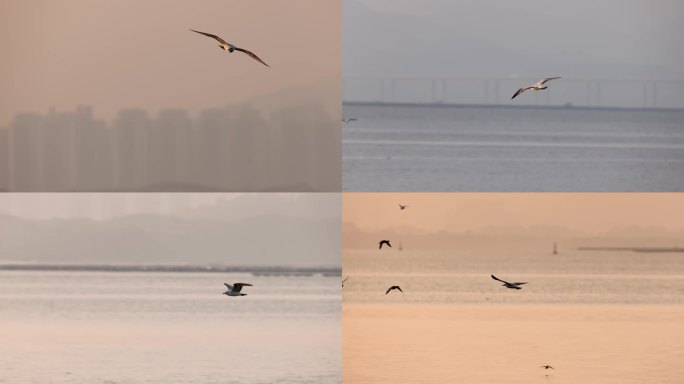 黑尾鸥、海鸥飞行、大海、港湾