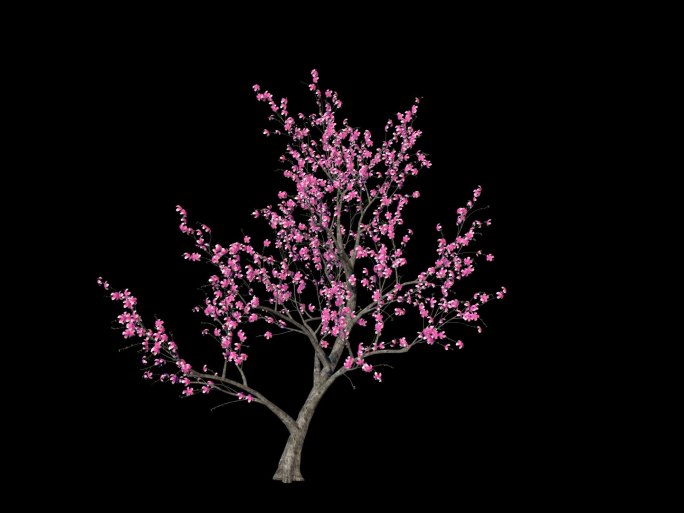 桃花树生长盛开02不带落花