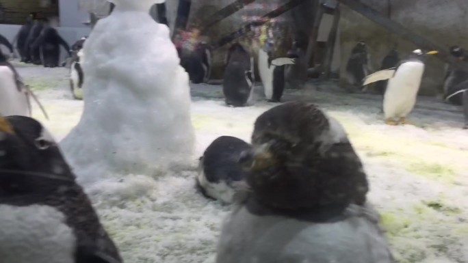 企鹅可爱的南极企鹅 刚睡醒的小企鹅