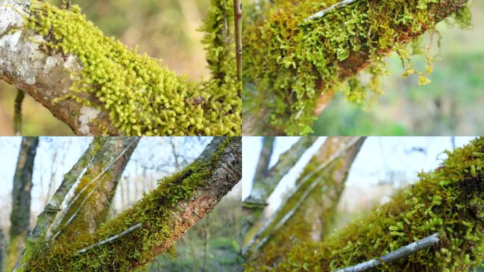 4K苔藓青苔树皮寄生植物绿球藻