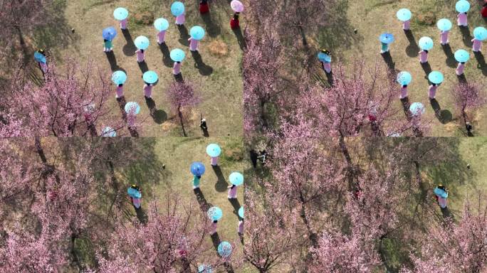 春光正好时 市民踏青赏花