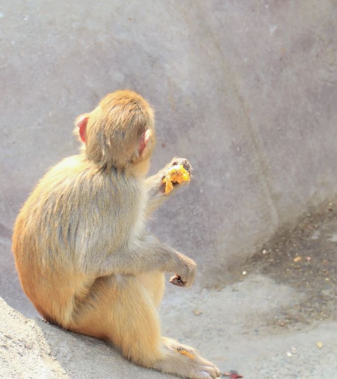 一只小猕猴在吃东西