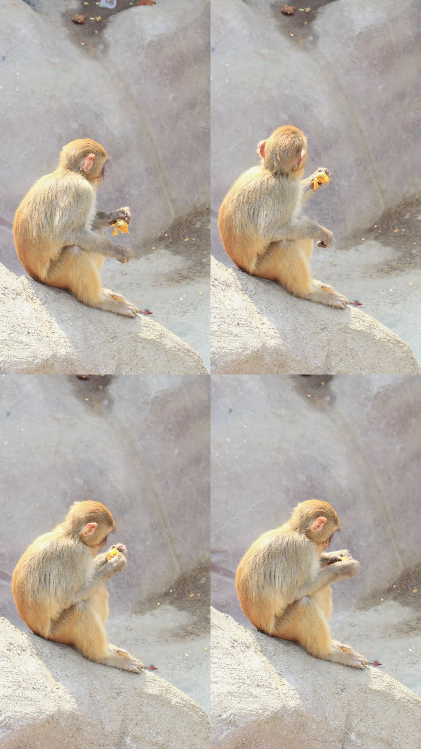 一只小猕猴在吃东西