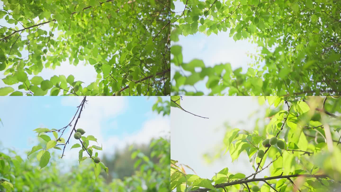 【4k】青梅果树果实树叶夏天春天乡村唯美