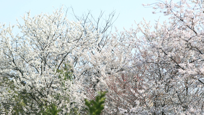 春暖花开樱花