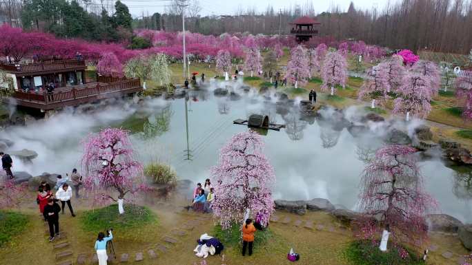 成都问花村梅园梅花航拍