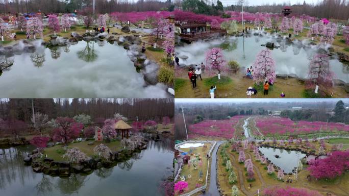 成都问花村梅园梅花航拍