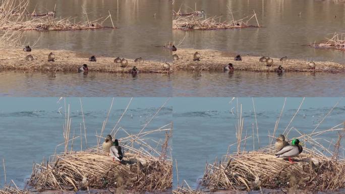 湿地早春野鸭