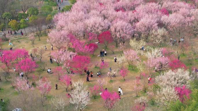 扬州蜀冈西峰梅花