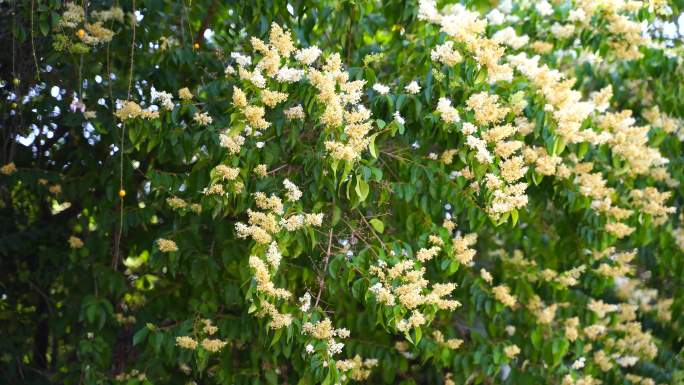 北京丁香花