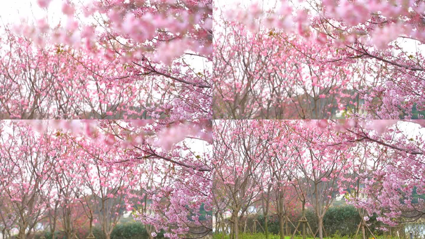 福州樱花12