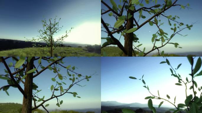 春天小树生长发芽植树节三维动画视频素材
