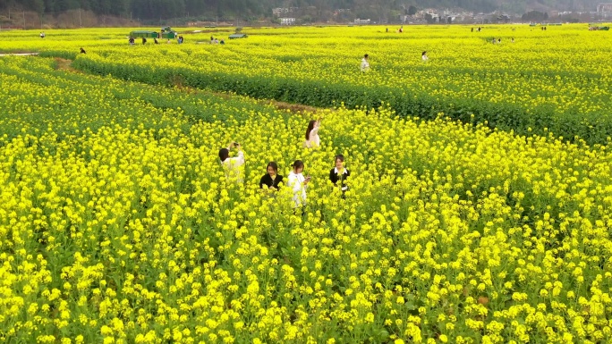 航拍油菜花 游玩人群