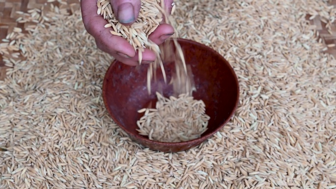 农民水稻大米丰收特写