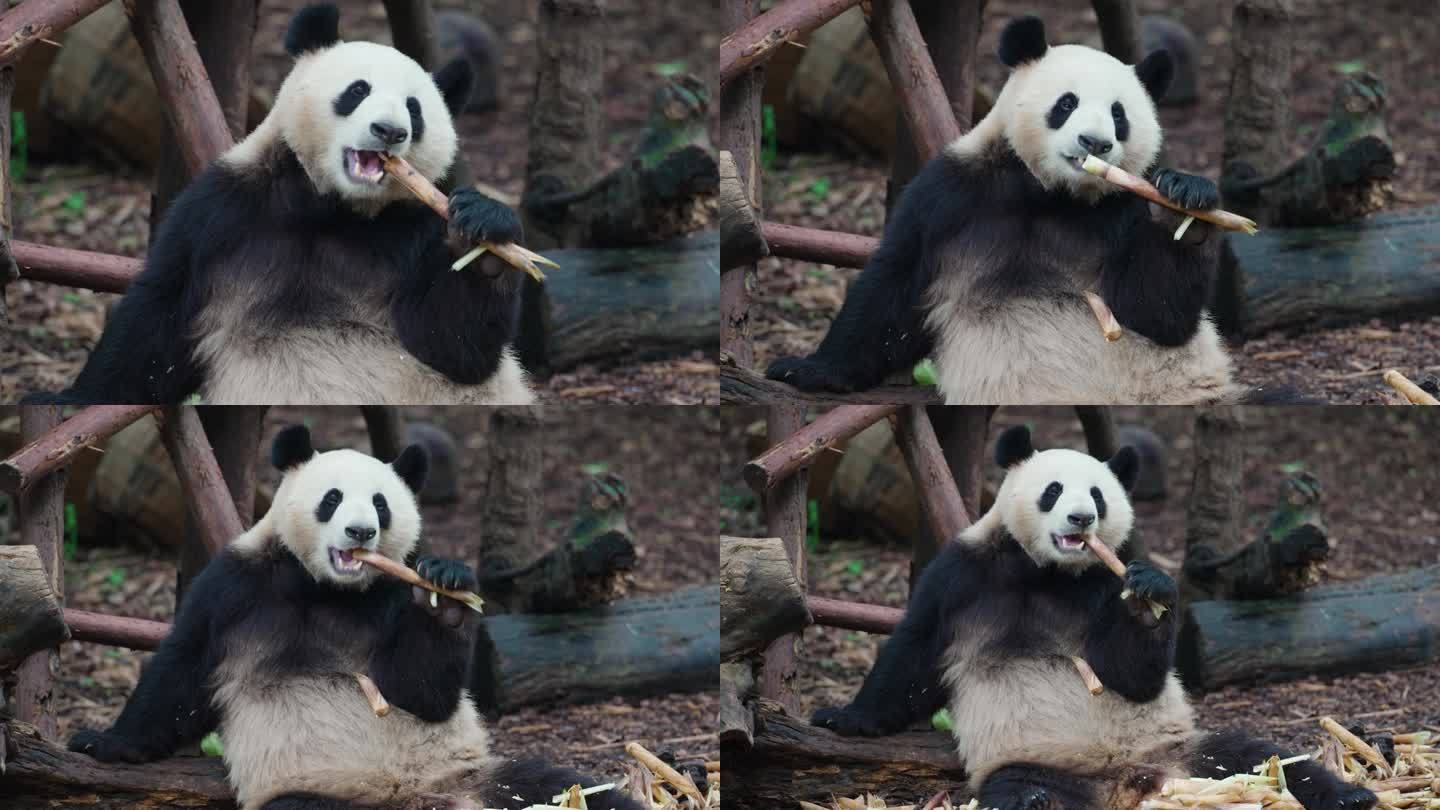 大熊猫吃竹笋特写
