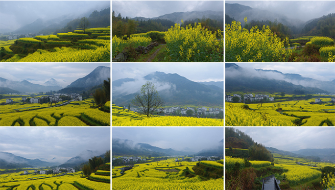 婺源江岭雨中梯田油菜花海【合集】