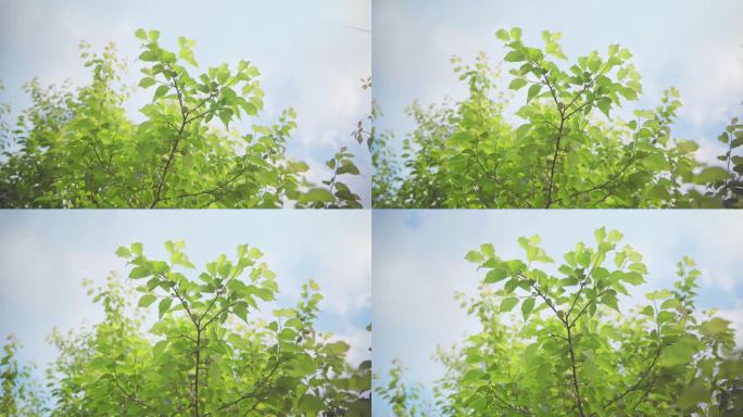 【4k】青梅果树果实树叶唯美春天微风夏天