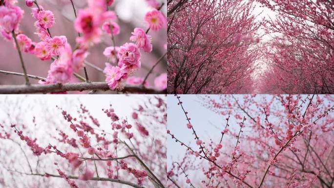 春天梅花满园春色空景