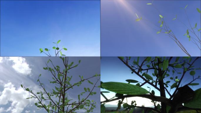 植树节小树树苗生长发芽三维动画视频素材