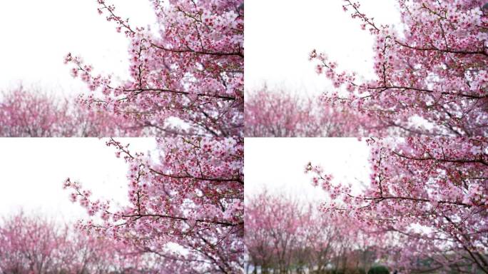 福州樱花11