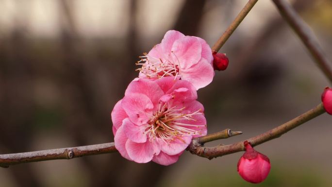 梅花枝头开放花头特写