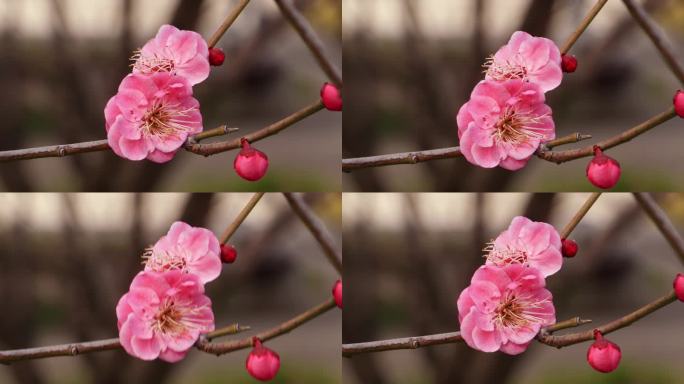 梅花枝头开放花头特写