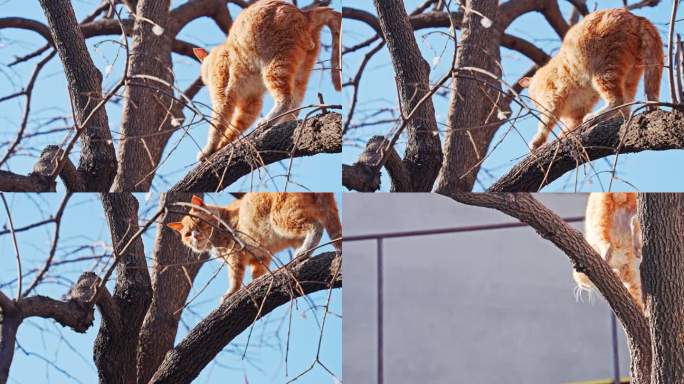 4K正版-阳光下爬树的小猫