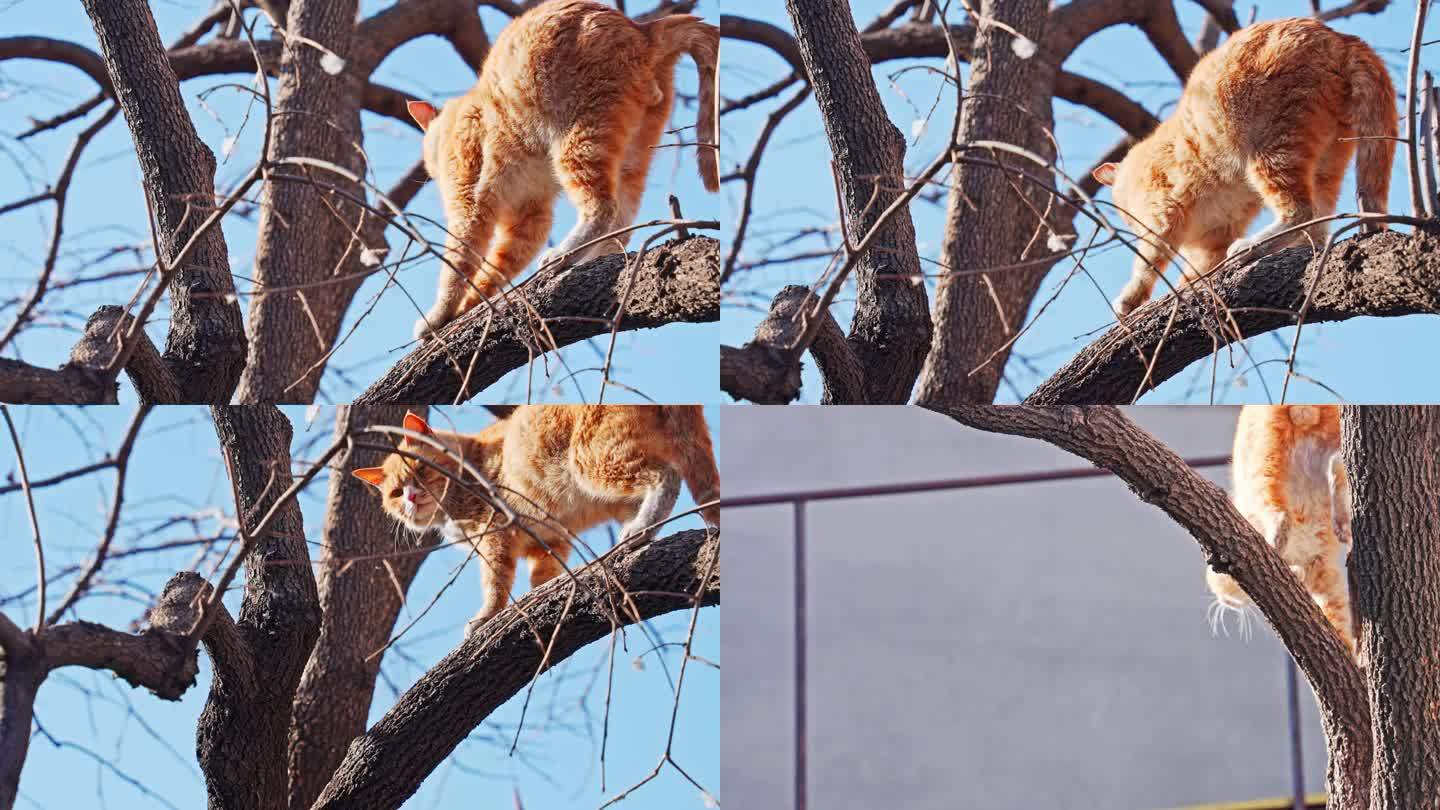 4K正版-阳光下爬树的小猫
