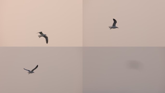 黑尾鸥、海鸥、飞行、晨光