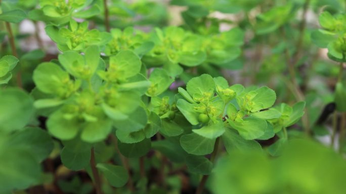 中药泽漆五朵云猫眼草五凤草绿色植物